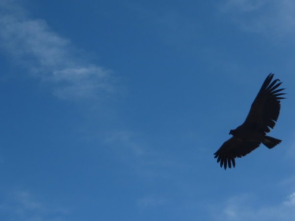 Condor spotting at Colca Canyon