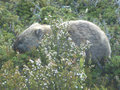 A Wombat!!!
