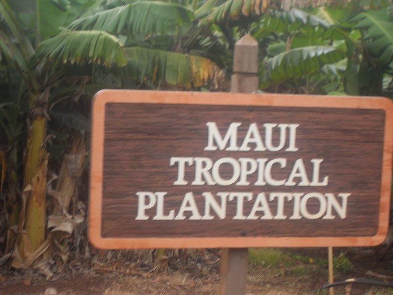 Maui 201097