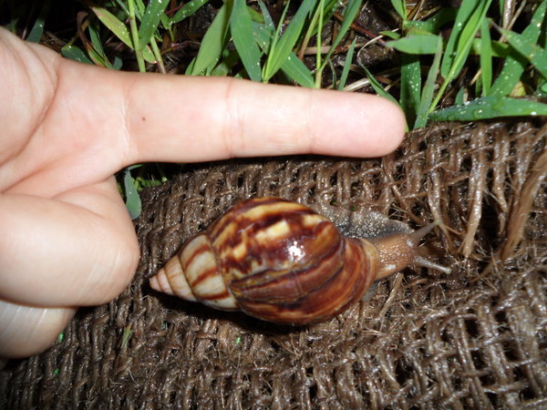 more snails 