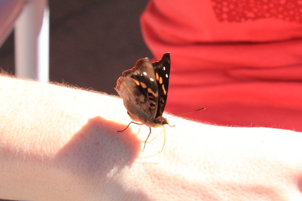 Pet butterfly