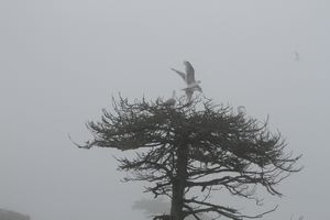 More Gulls in Trees