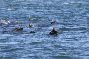Seals at Gannet Rock