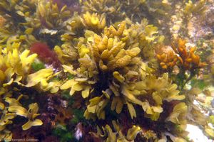 Underwater Flora