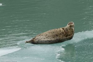 Harbor Seal