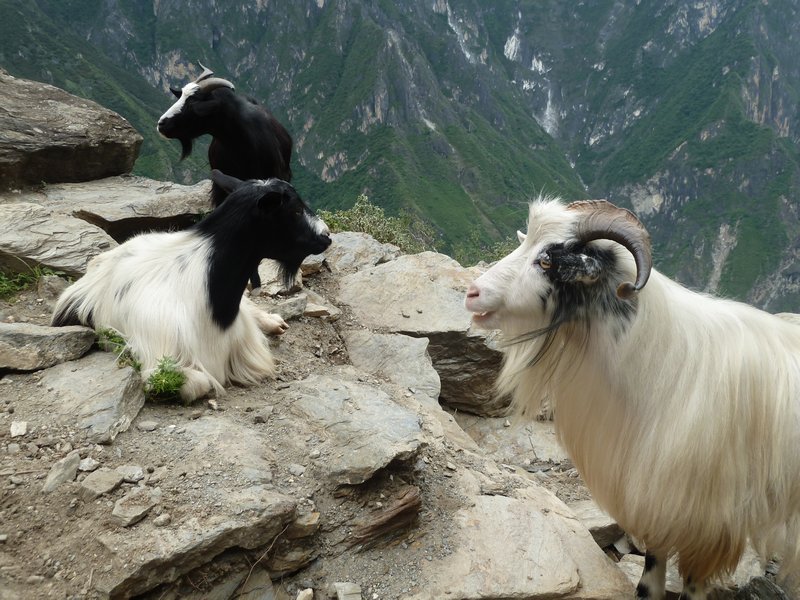 Goats Tiger Leaping Gorge
