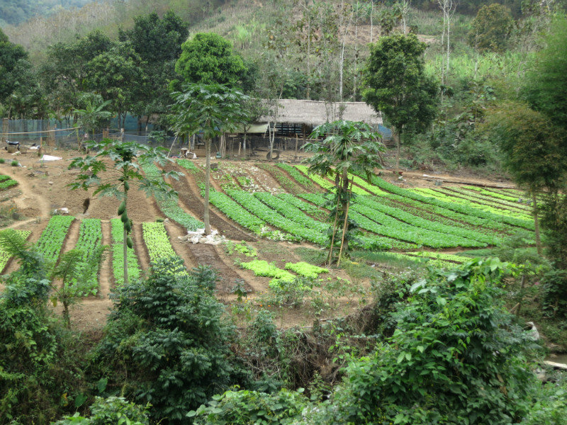 laos farm