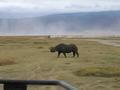 Ngorongoro Crater--The Black Rhino