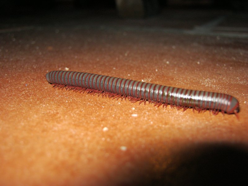 Milipede that was crawling around the dive shop