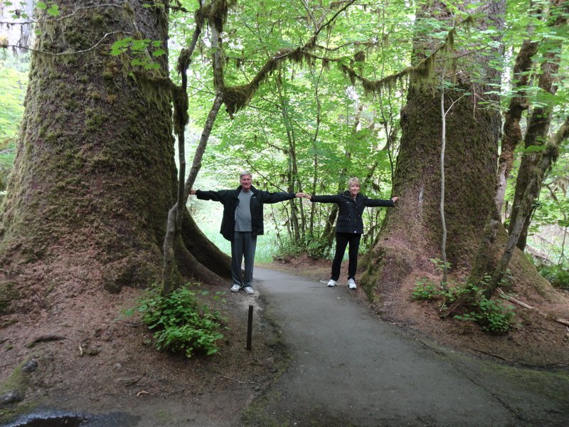 The trees in the Rain Forest