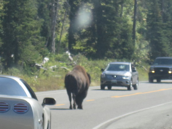 Yellowstone Bison Alert!