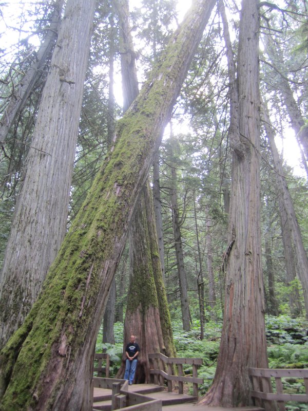 Giant Cedars