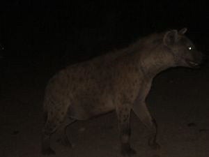 Harar - Hyena!
