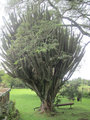 San Ignacio Mini - Cactus Tree