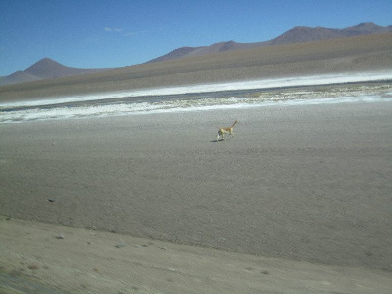 4 Road to San Pedro de Atacama (10)
