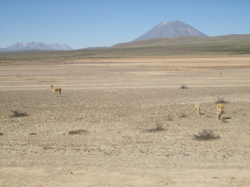 Vicunas on the Andean Plateau
