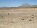Vicunas on the Andean Plateau