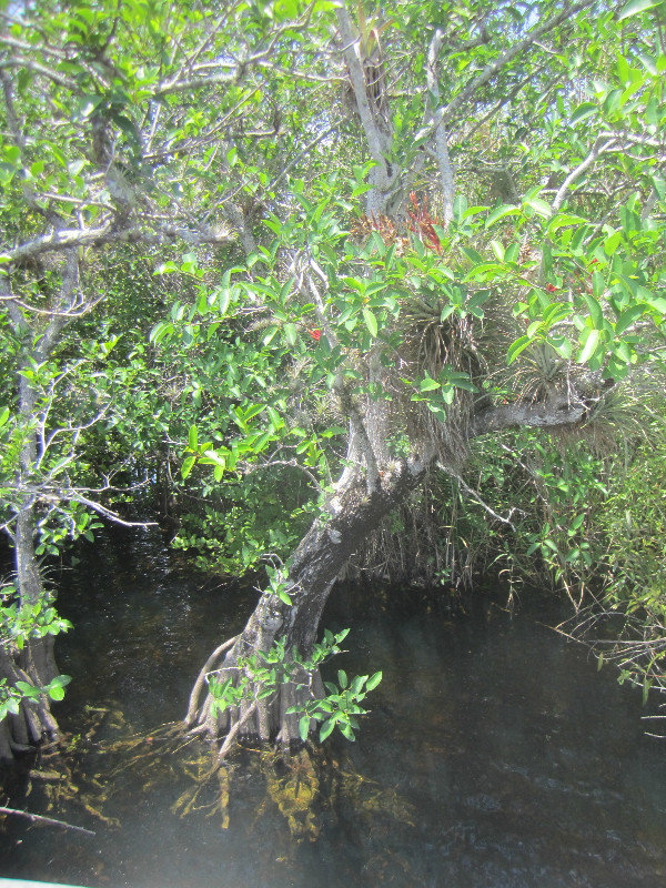 2 Everglades National Park (3)
