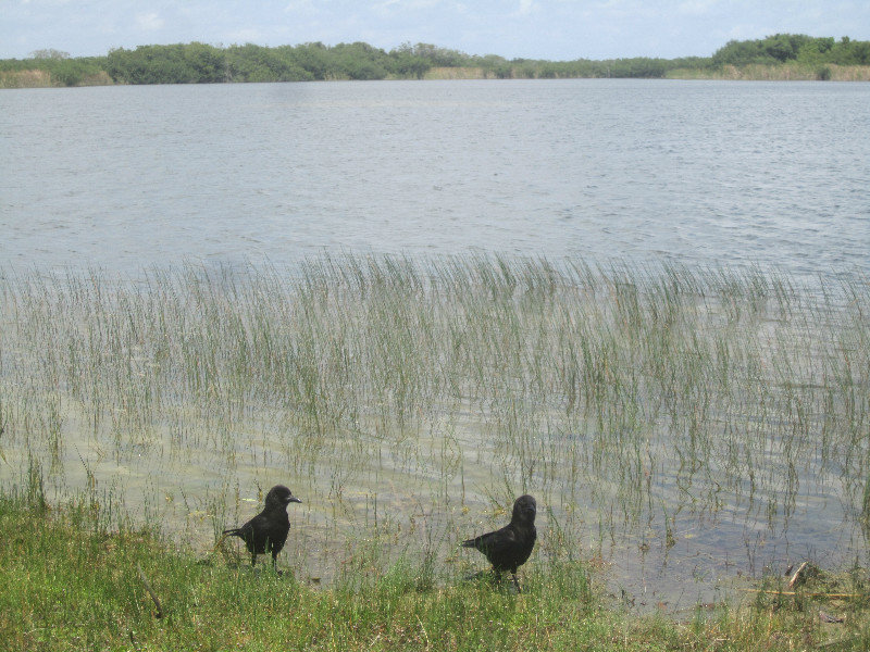 2 Everglades National Park (12)