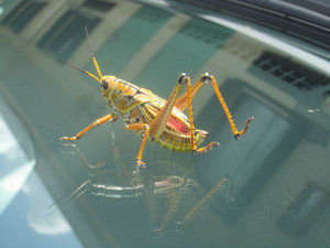 1 Grasshopper