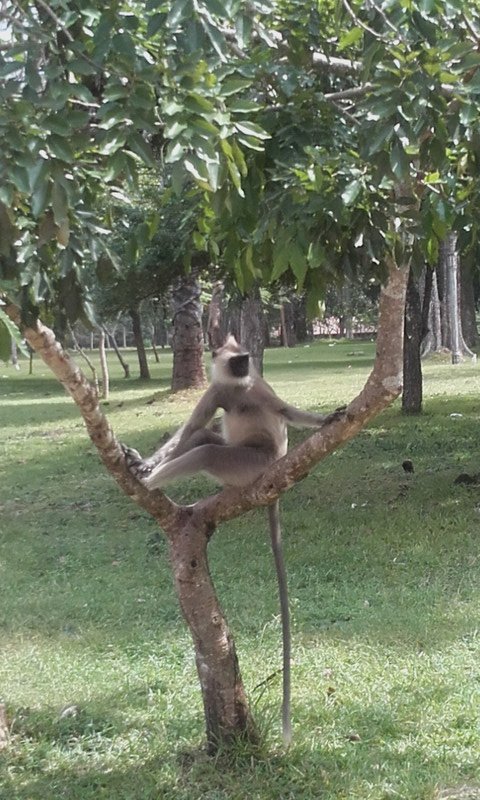 Poseur of a monkey!