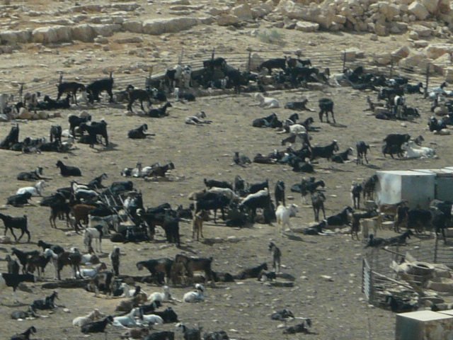  Goat herd settlement in the desert