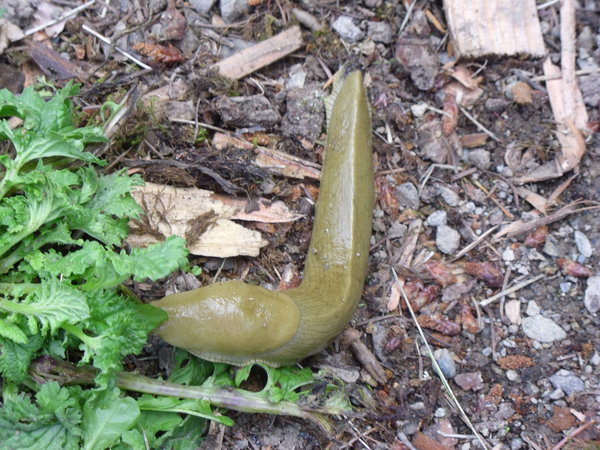 a big banana slug