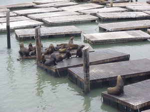 sea lions of pier 39