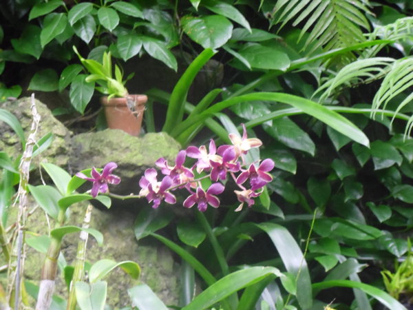 garden of the sleeping giant (orchid garden)