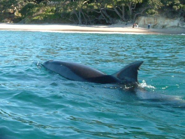 Mercury Bay Dolphins