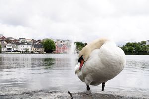 Stavanger's swan model