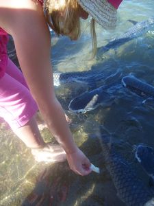 Feeding the fish - Aquascene Darwin