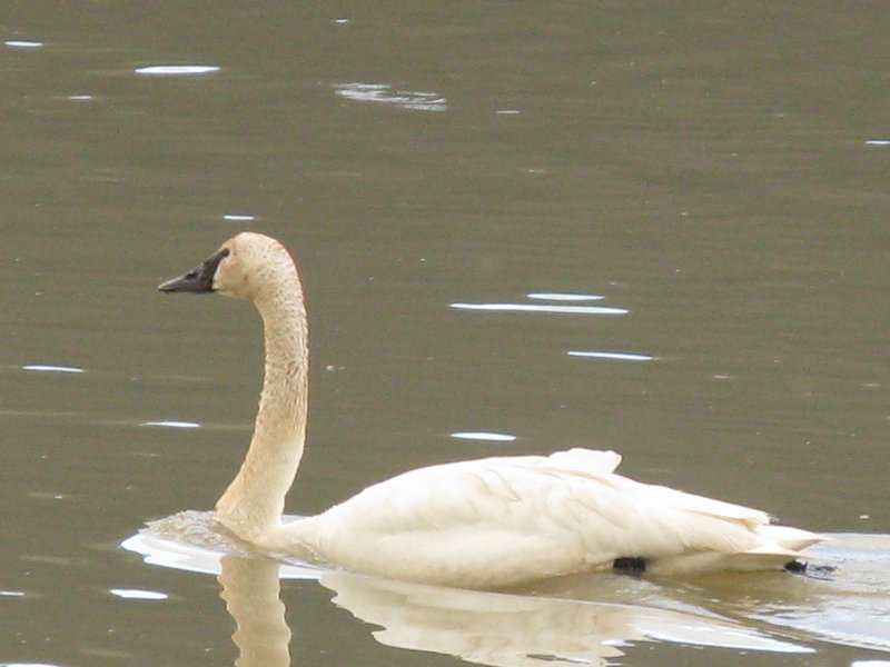 Swan on Jenny Lake