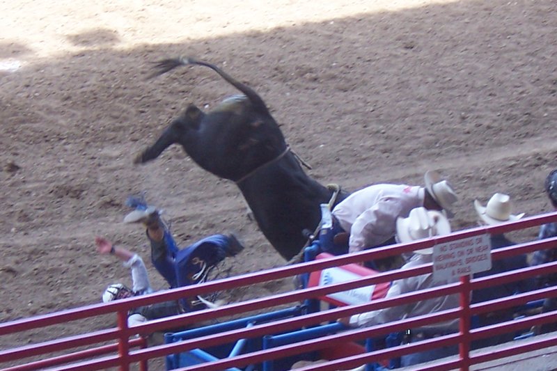 Some idiot getting thrown off a bull