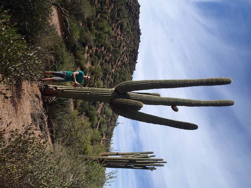 Giant cacti