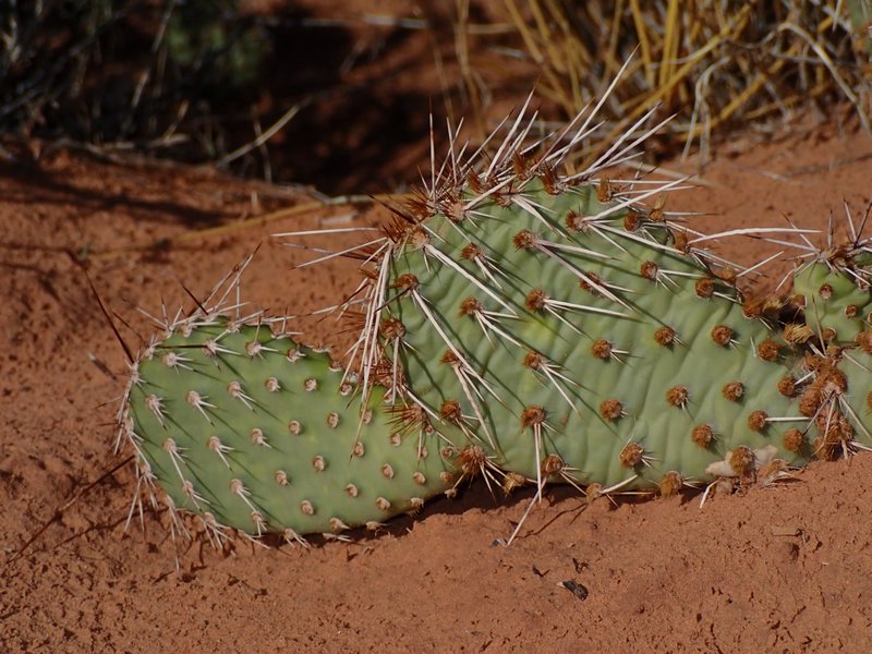 Typical cactus