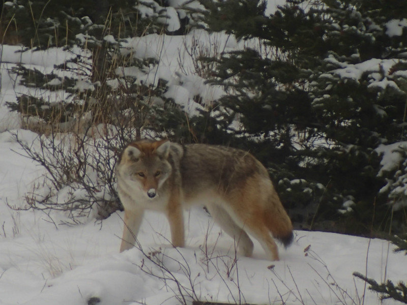 Northern Coyote