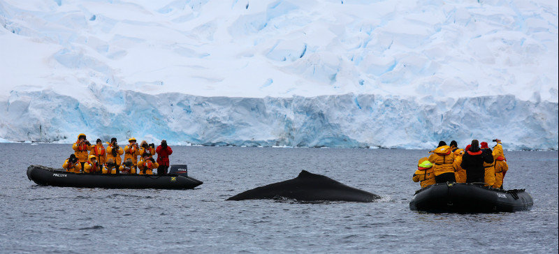 Whale watching at Pleneau Island