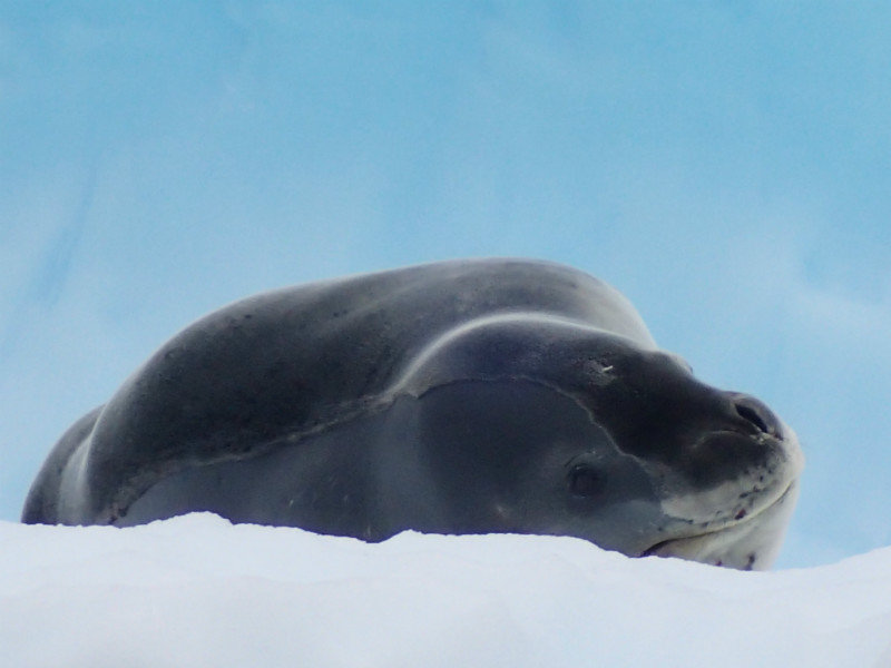 Seal moulting its fur/skin