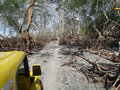 Navigating mangroves