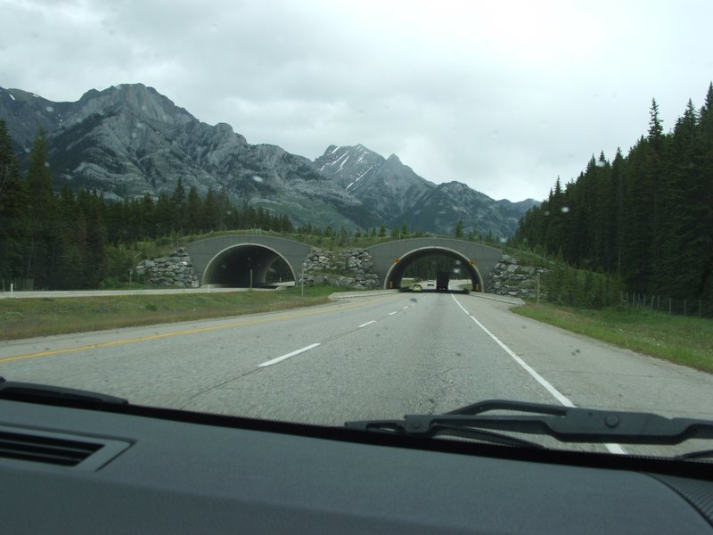 Wild animal bridge over highway on the Icefield Parkway