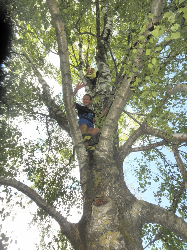 The kids' favorite climbing tree