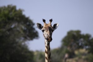 Giraffeday1