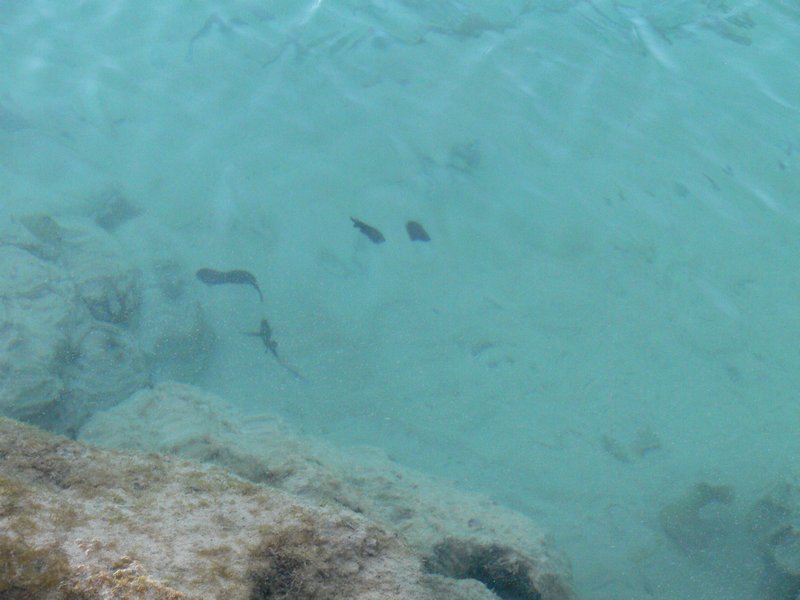 fishing coral bay 024
