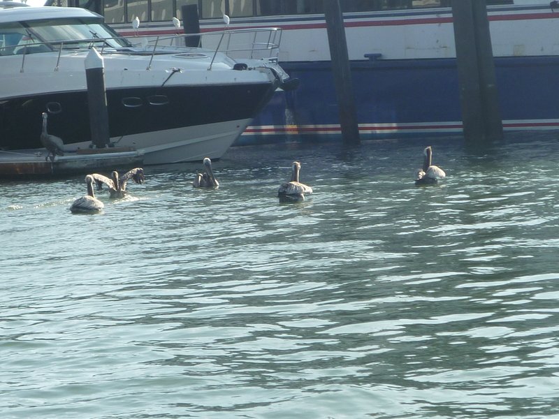 Pelicans, Newport Beach