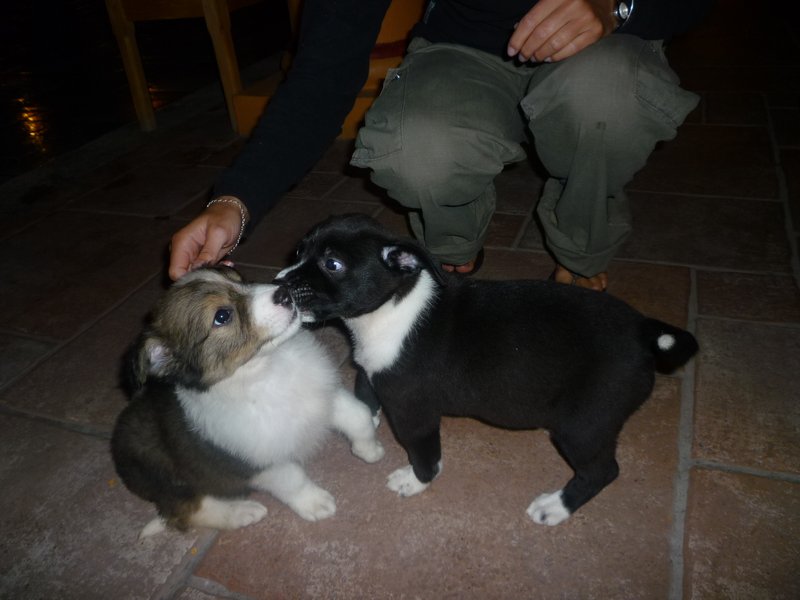 Puppies in San Cristobal