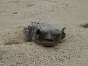 Puffa fish, Galapagos.