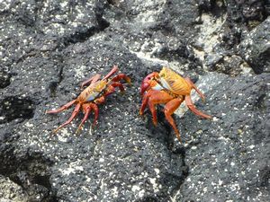 Red crabs, Galapagos.
