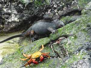 Red crab and marine iguana.