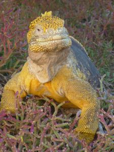 Hybrid iguana